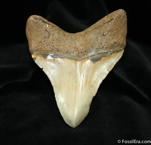 / Inch South Carolina Megalodon Tooth #729